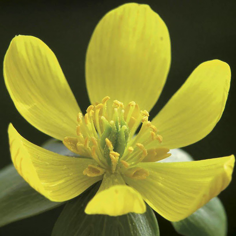 Eranthis - Helléborines