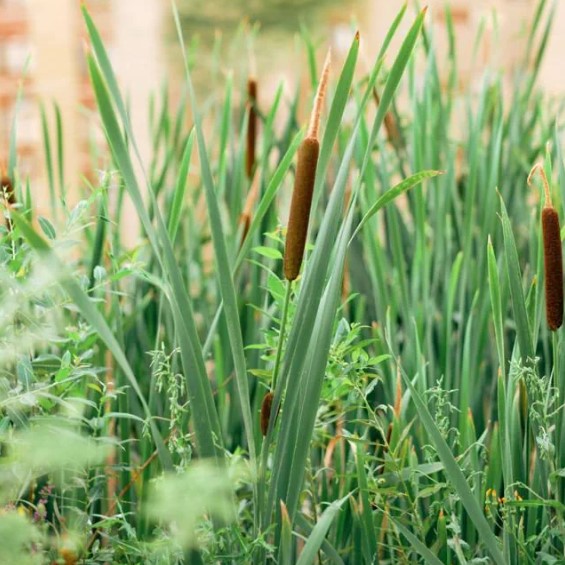 Typha - Massettes