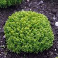 Basilic fin vert nain compact BIO en plants - Ocimum basilicum