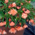 Bégonia retombant Belleconia Mango