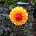 Dahlia décoratif David Howard