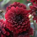 Dahlia décoratif Karma Choc