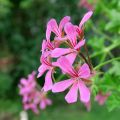 Géranium-lierre Roi des Balcons rose lilas