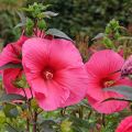 Hibiscus moscheutos PLANET® Griotte TANGRI - Hibiscus des marais rouge cerise.