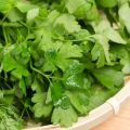 Persil géant d'Italie BIO en plants - Petroselinum sativum