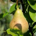 Poirier William's - Palmette U simple en pot - Pyrus communis 