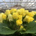 Primula vulgaris Francesca - Primevère des jardins