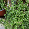 Thym citron BIO en plants - Thymus citriodorus