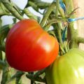 Tomate Cuor di Bue Bio - Cœur de Bœuf