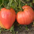Tomate Rose De Berne AB - Ferme de Ste Marthe