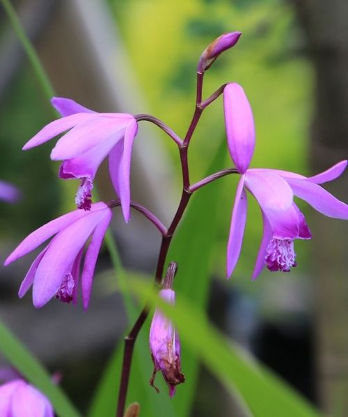 -20% sur une sélection de plantes !