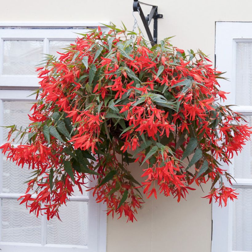 Graines de Bégonia de Bolivie - Begonia boliviensis  (Plant habit)
