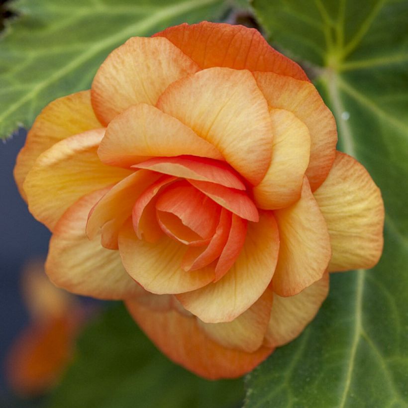 Graines de Bégonia retombant Apricot Shades Improved F1 - Begonia x tuberhybrida pendula (Flowering)