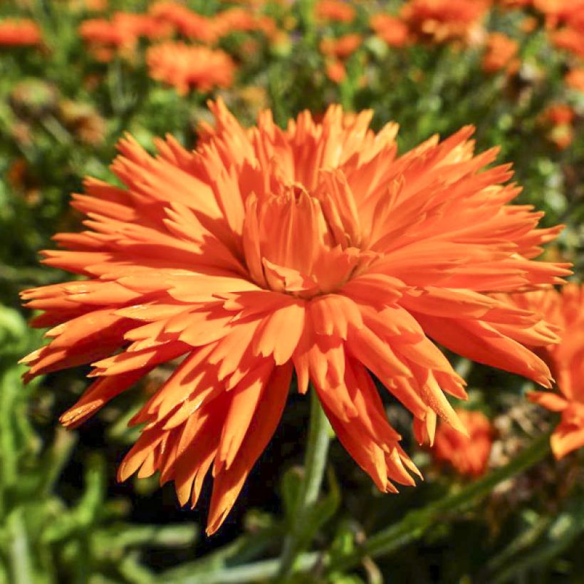 Graines de Calendula officinalis Porcupine - Souci des Jardins (Flowering)