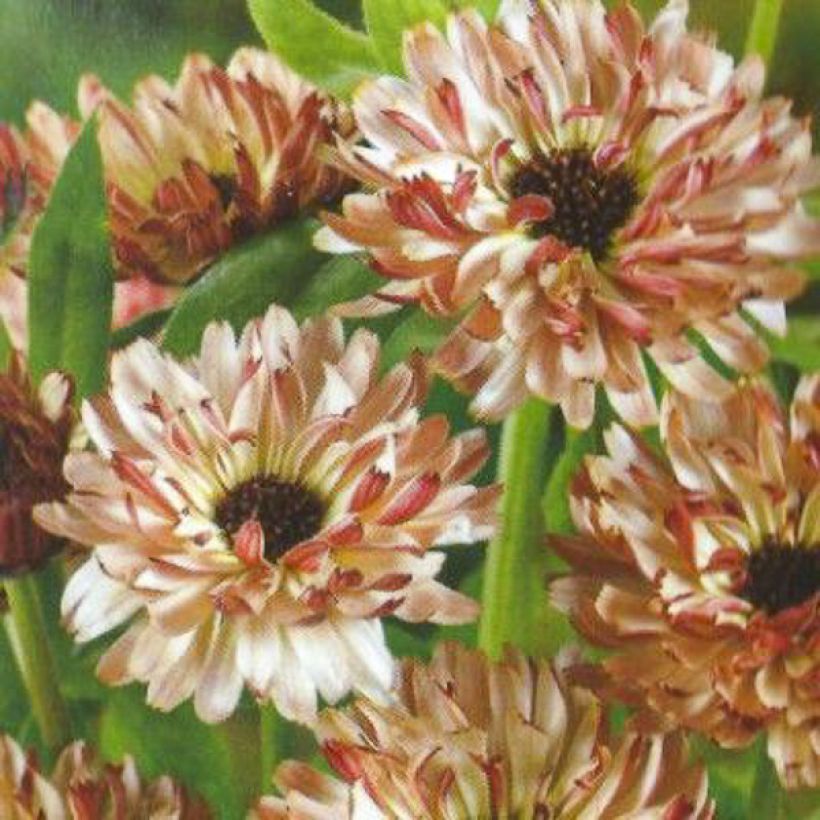 Graines de Calendula officinalis Sunny Girl - Souci des Jardins (Flowering)