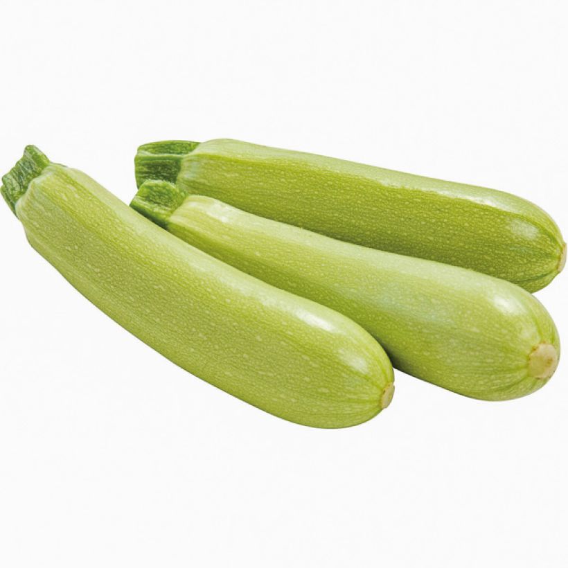 Courgette Amalthée F1 Bio - Cucurbita pepo (Harvest)