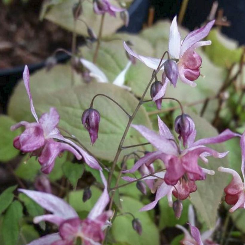 Epimedium asiatic hybrids, Fleur des elfes (Flowering)
