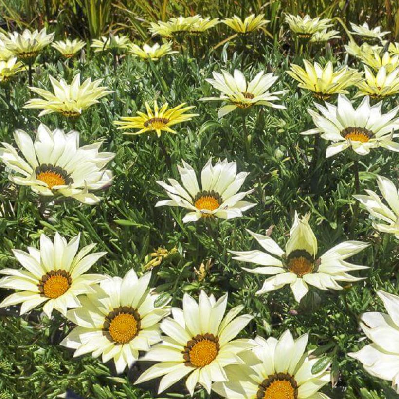 Graines de Gazania Kiss White F1 (Flowering)