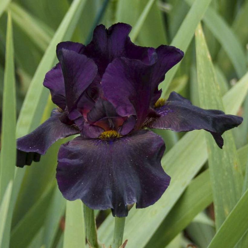 Iris germanica Old Black Magic (Flowering)