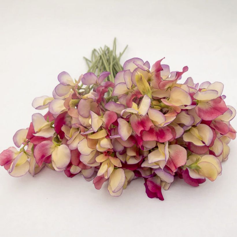 Graines de Pois de Senteur Spanish Dancer - Lathyrus odoratus (Flowering)