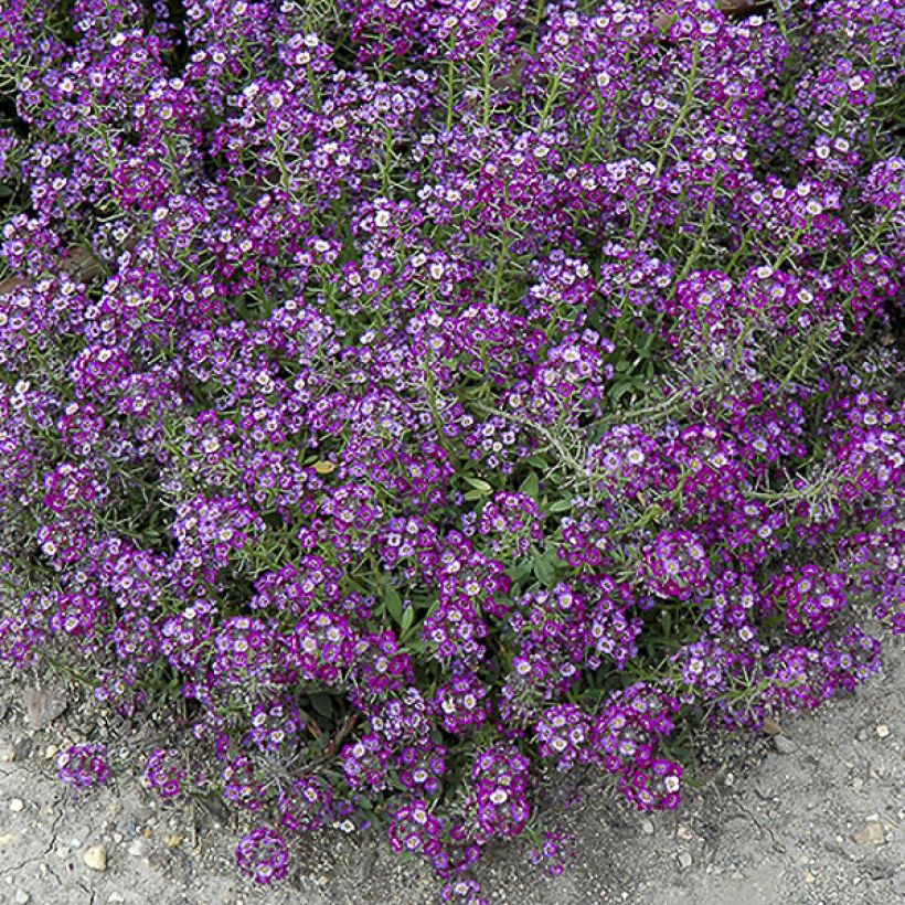 Graines d'Alysse odorant Oriental Nights (Flowering)