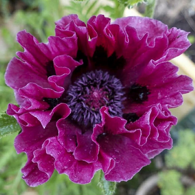Pavot d'Orient Harlem - Papaver orientale (Flowering)