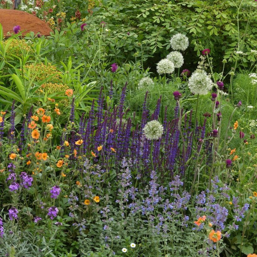3 Vivaces indispensables pour l'été (Plant habit)