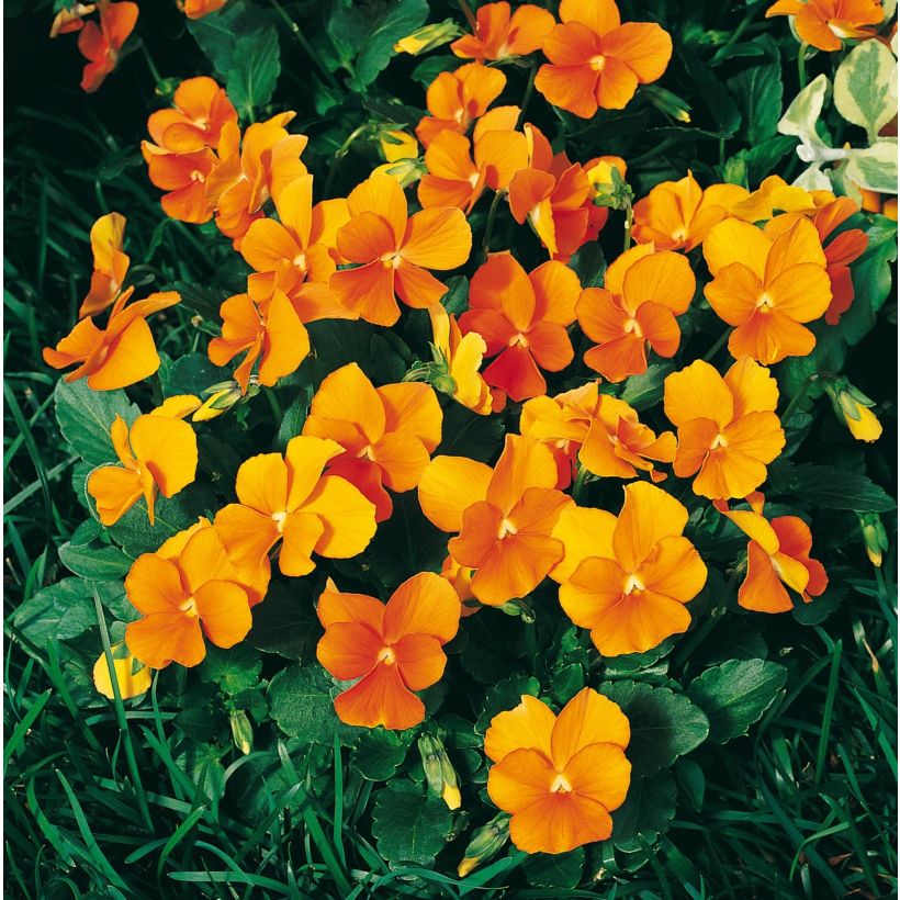 Violette cornue Penny Orange Mini-motte (Flowering)
