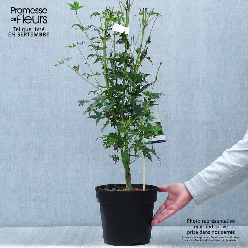 Example of Erable du Japon - Acer palmatum Tsukasa Silhouette Pot de 6L/7L as you get in automne