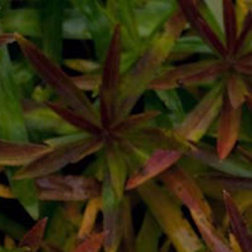 Achillée ptarmica Nana Compacta (Foliage)