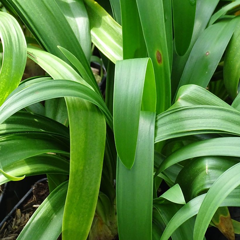 Agapanthe Vallée de l'Authion (Foliage)