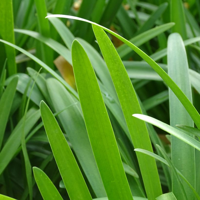 Agapanthe Vallée de la Romanche (Foliage)