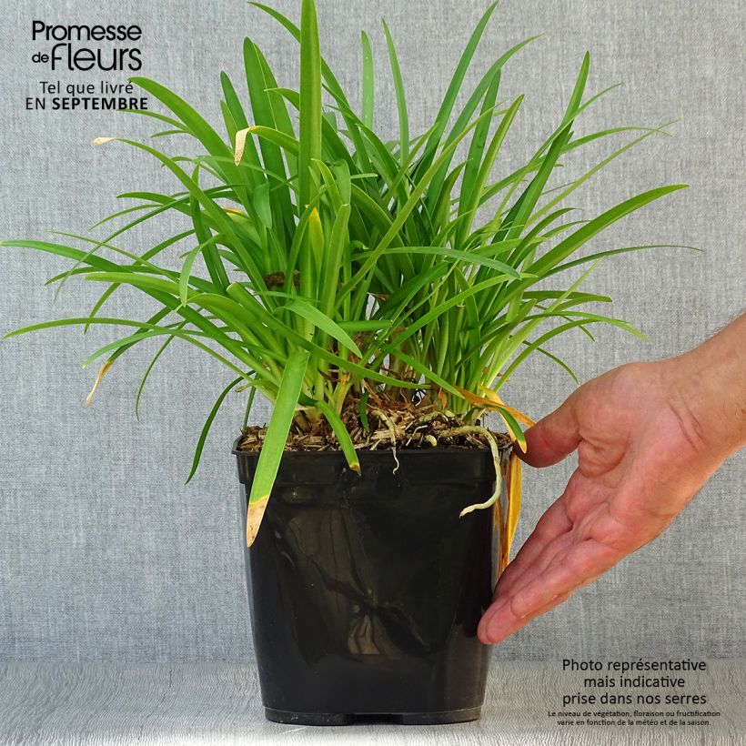 Example of Agapanthe Vallée de la Romanche Pot de 2L/3L as you get in automne