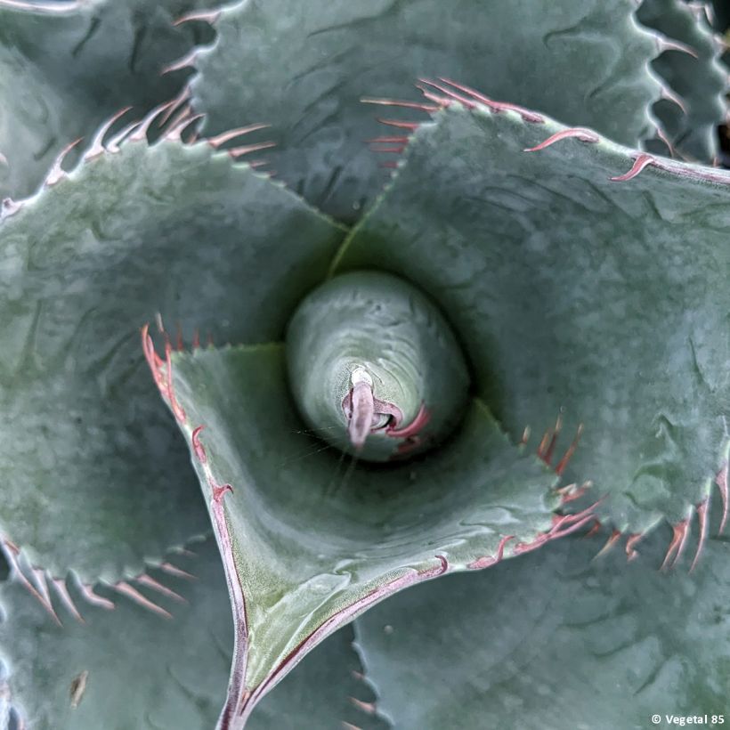 Agave parrasana - Agave chou (Foliage)