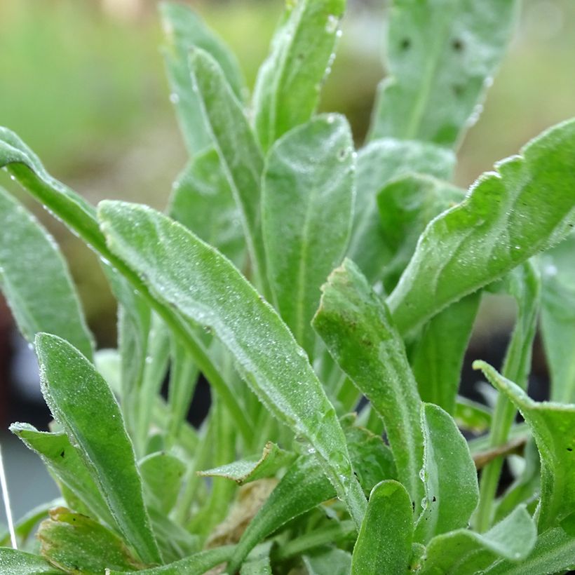 Alyssum saxatile Compactum - Corbeille d'Or (Foliage)