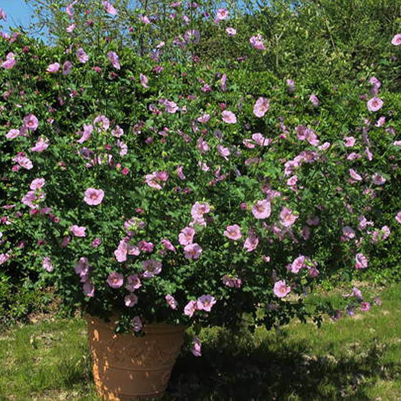 Anisodontea Cristal rose - Mauve arbustive du Cap (Plant habit)