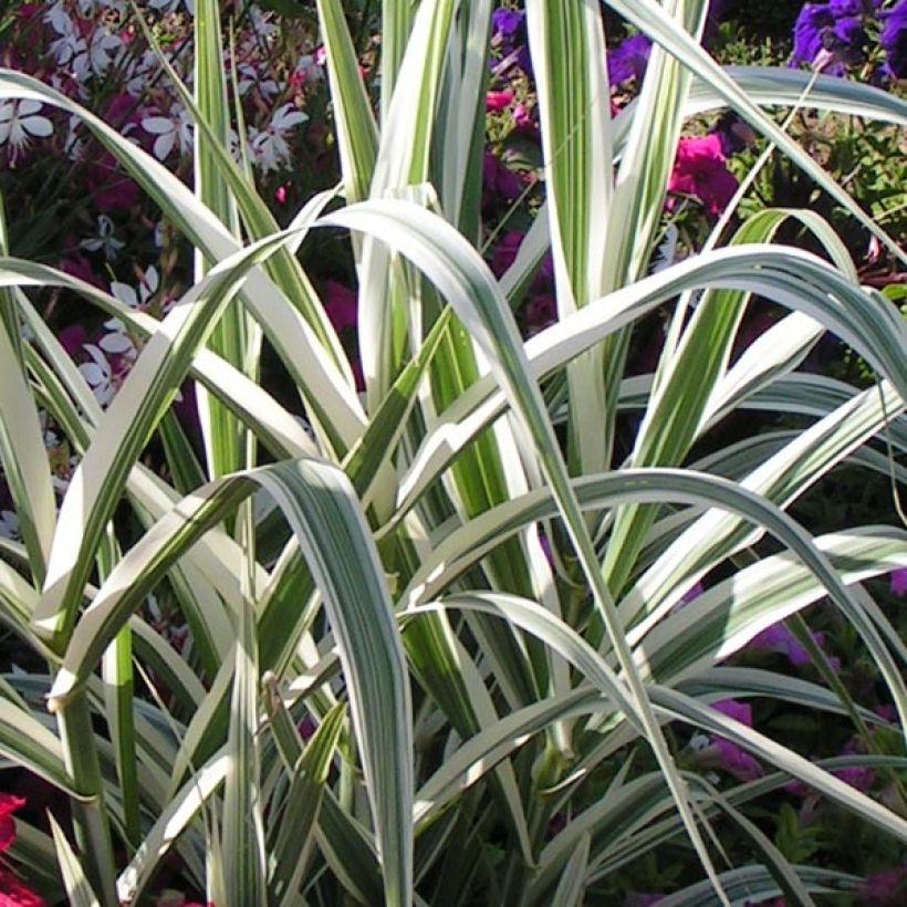 Arundo donax Variegata Versicolor - Canne de Provence (Foliage)