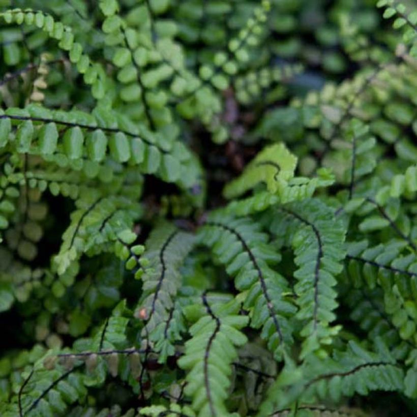 Asplenium trichomanes - Fougère, Fausse capillaire (Foliage)