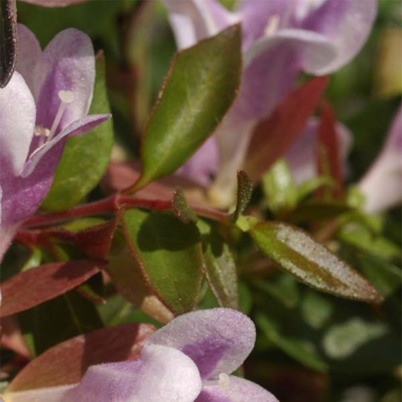 Abelia nain Pastel Charm (Foliage)
