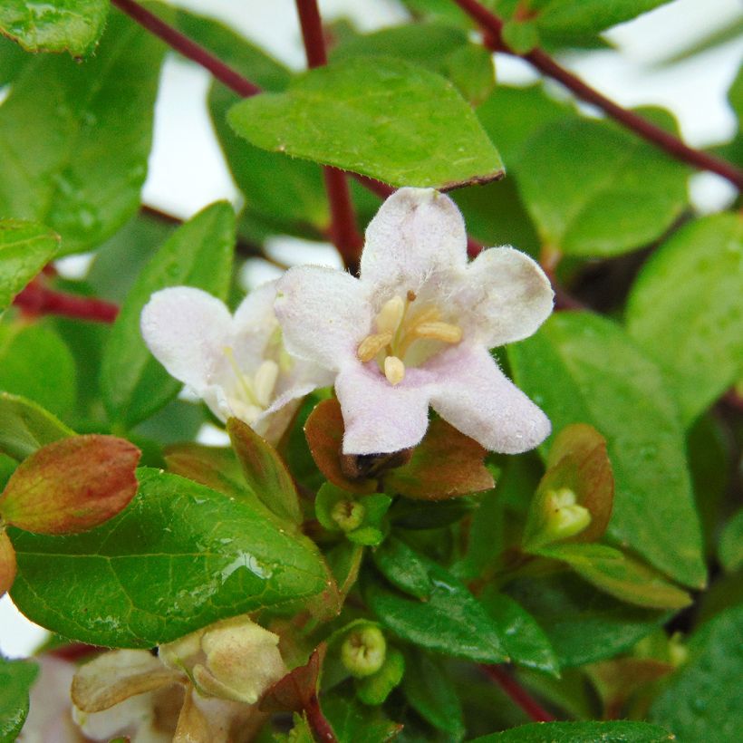 Abelia Petite Garden 'Minedward' (Flowering)