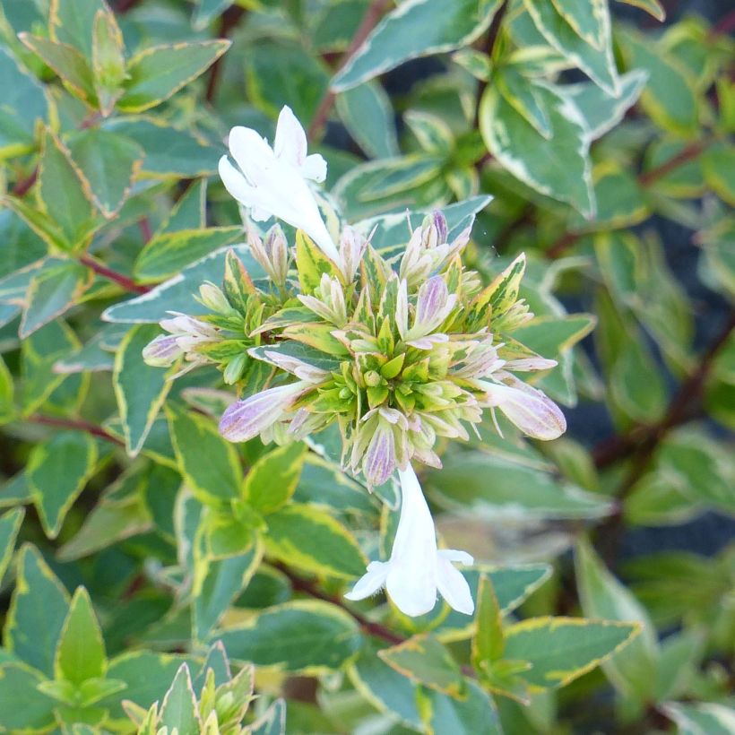 Abelia (x) grandiflora Happy Daydream (Flowering)