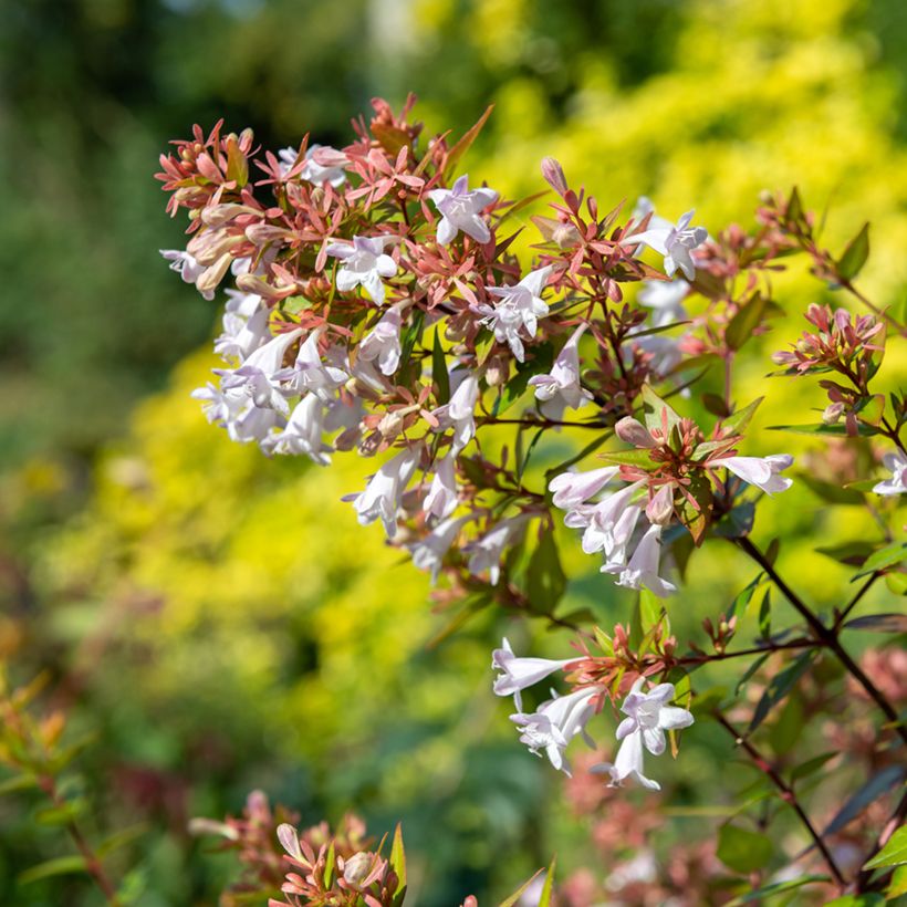 Abelia chinensis - Abélia de Chine (Flowering)