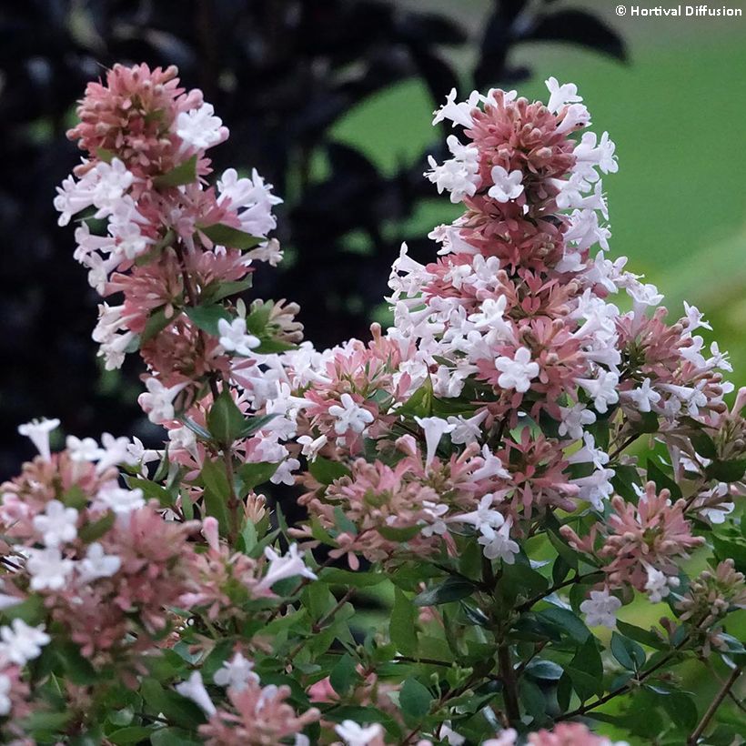 Abelia chinensis Autumn Festival - Abélia de Chine (Flowering)