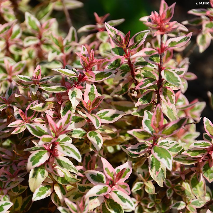 Abelia grandiflora Pink Lady - Abélia à grandes fleurs (Foliage)