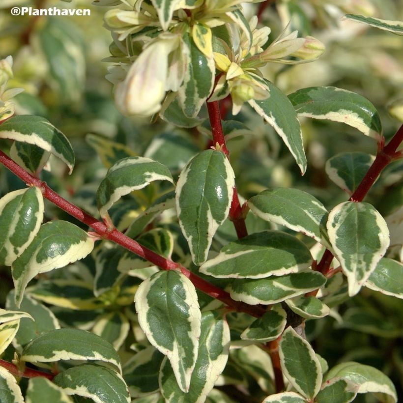 Abelia grandiflora Radiance - Abélia à grandes fleurs (Foliage)