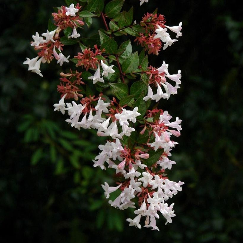 Abelia grandiflora Semperflorens (Flowering)