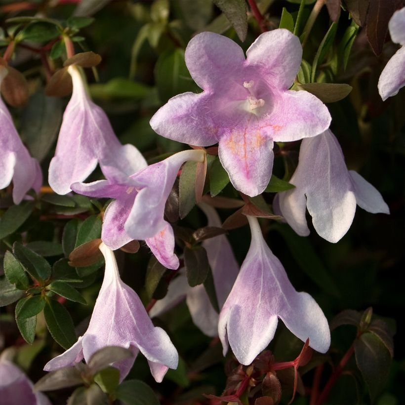 Abelia Pinky Bells (Flowering)