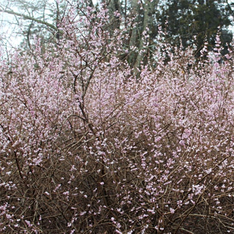 Abeliophyllum distichum Roseum - Forsythia rose de Corée (Flowering)
