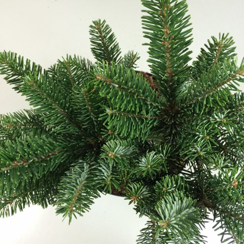 Abies amabilis Spreading Star - Sapin gracieux nain (Foliage)