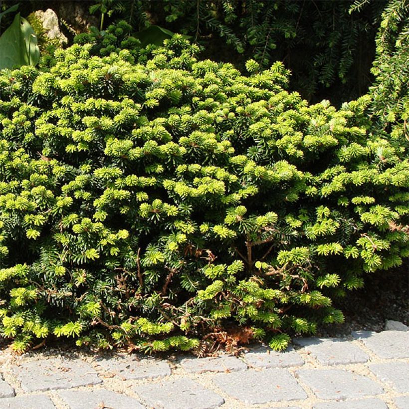 Abies balsamea Nana - Sapin baumier nain (Plant habit)